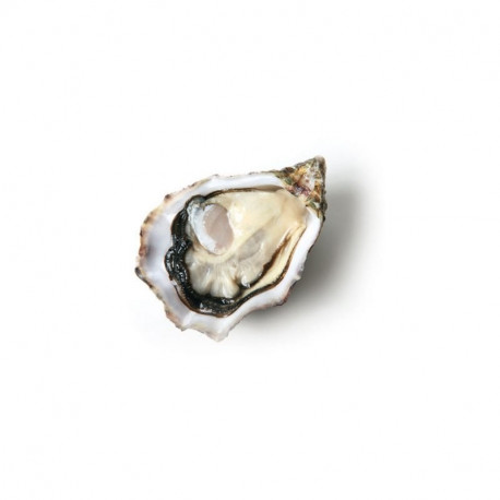 6 Huitres n°3 Gillardeau