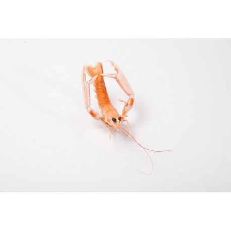 Langoustine calibre 10/15 (la pièce)