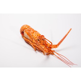 Langouste de Floride 400/600 gr. (la pièce)
